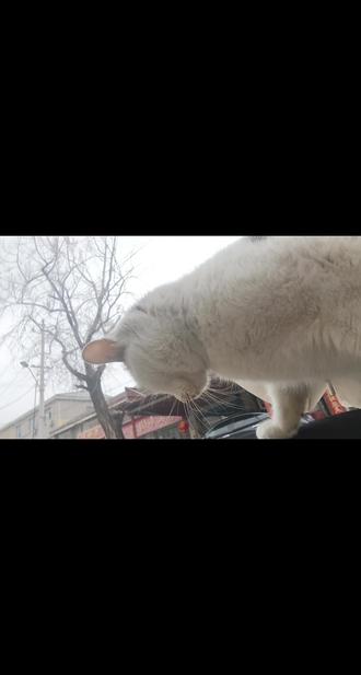 #谁家的猫咪这么粘人 #迷之角度在干嘛 #记录我和动物的互动日常 谁不想被小猫急头白脸的钻在怀里≽^•༚• ྀི≼