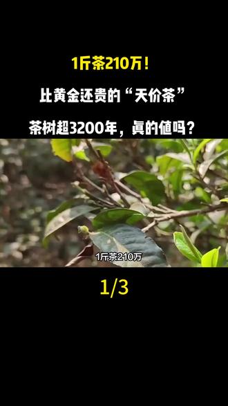 1斤茶210万!比黄金还贵的“天价茶”,茶树超3200年,真的值吗?