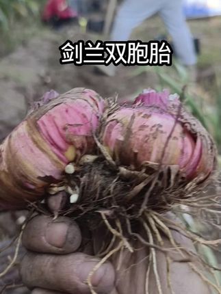 #剑兰唐菖蒲#剑兰种球#秋收。起剑兰种球