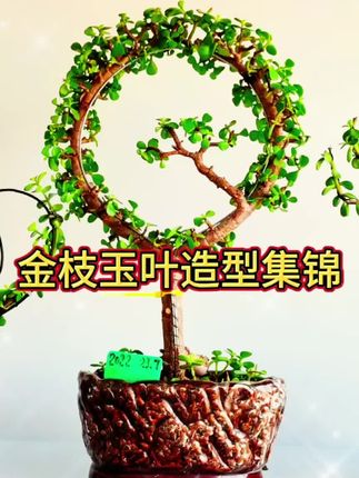 #金枝玉叶多肉盆栽。#金地玉叶盆景造型。#花卉绿植 #养花小知识