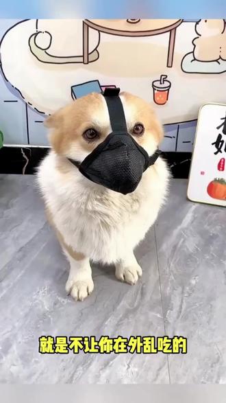 狗狗嘴套 狗狗乱叫乱吃?一戴就乖! #养狗必备 #防咬神器 #狗狗出行 #宠物用品 #文明养犬