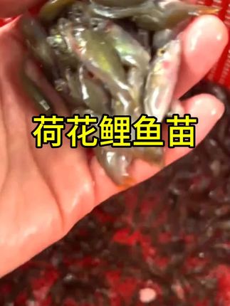 #养殖基地#优质鱼苗 #生态养殖#鱼塘养殖 荷花鲤鱼苗