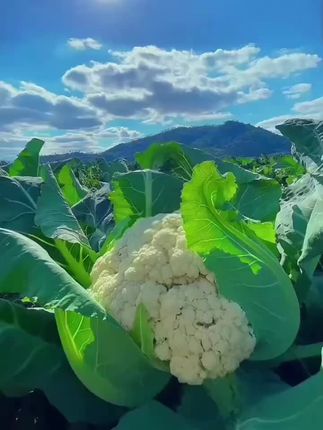 【雪妃花菜种子】有机花菜种子四季播种花椰菜种籽#
