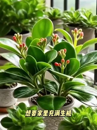 大促活动】新品碧玉花卉绿植四季开花室内植物好养活的绿植