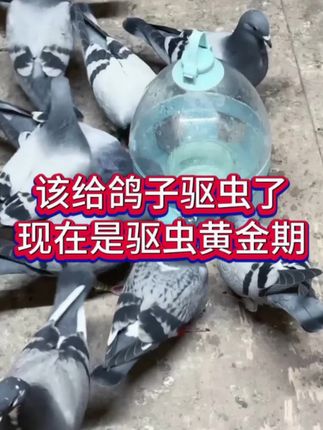 该给鸽子驱虫了,现在是驱虫黄金期#信鸽赛鸽 #养鸽人 #自家养殖 #鸽子养殖技术 #肉鸽养殖