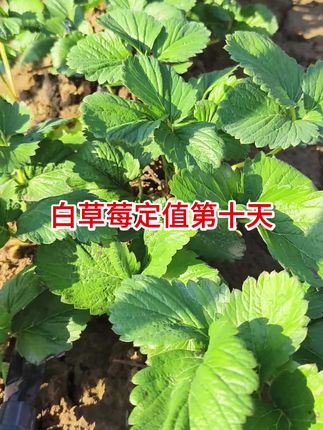 头一次种白草莓不知道今年行情怎么样,希望有个好收成,尝尝鲜的加关注提前准备😊#草莓种植 #三农流量扶持上热门