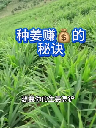 想要种姜赚钱你这样做,种姜想要赚钱,生姜高产配方#生姜高产