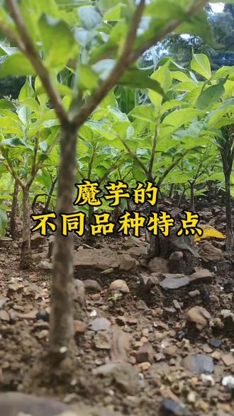 杂交魔芋和花魔芋,你们喜欢种哪个品种的呢#魔芋田间管理