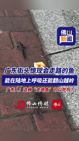 广东街头惊现会走路的鱼,能在陆地上呼吸还能翻山越岭!广东人:这种“走地鱼”可以吃吗?(编辑:陈茗炜;责编:梁莹;素材来源:羊城晚报)#过山鲫 #鱼 #神奇动物在哪里 #广东