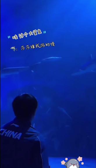 哇 这个大鲨鱼#孙颖莎王楚钦 #5114#3003 #新加坡海洋馆
