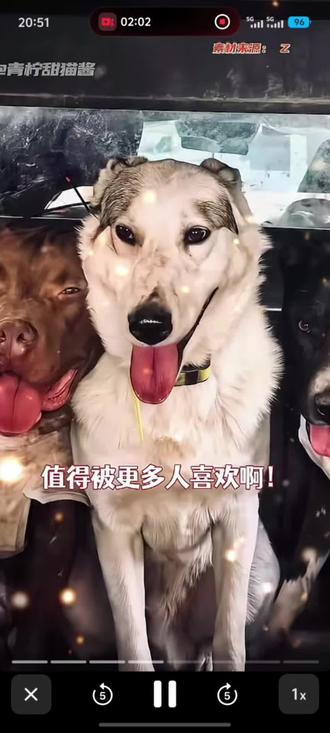 汪汪队立大功,狗狗永远是人类的好朋友#西北刀客 #汪汪队 #神犬 #汪汪队立大功 #忠犬