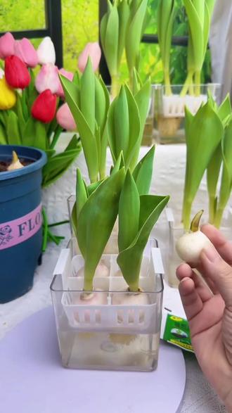 【耐寒】水培荷兰郁金香四季开花盆栽花卉植物客厅绿植花卉好养活#郁金香#水培植物#客厅植物 #桌面植物