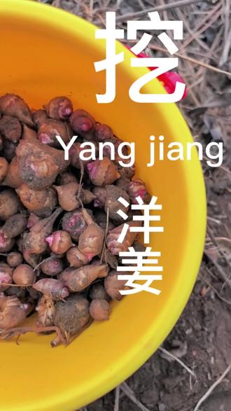 千万不要来海教园#挖洋姜,因为你会越挖越多