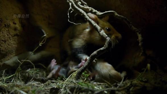 农村土妞遭强拆,无奈进城,遇渣男,生七胞胎 #仓鼠 #动物科普 #动物世界 #纪录片解说
