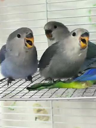 都这么大了,鸟爸还喂呢😂😂