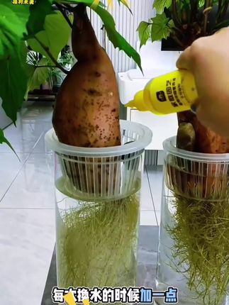 果树烂根黄叶蔬菜根腐僵苗,这个根腐抑制剂一定要看看,种植大户都在用,效果好!