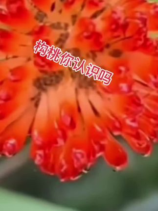 #你家乡也有这种植物吗 #构桃 #构桃能吃吗