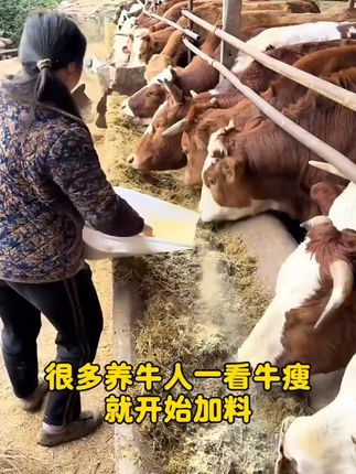 #养牛 #养牛人 #养牛技术 #牛羊养殖 #益生菌