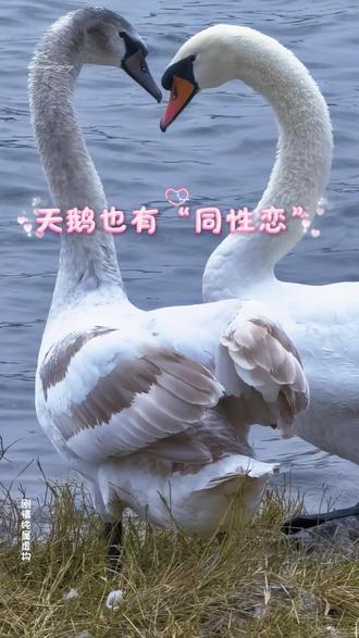清晨的薄雾尚未散去,龙湖三岔口的水面泛着细密的涟漪。一只年轻鹅向一只身着“花布衫”的小可爱献爱心。天鹅优雅地弯起修长的脖颈,尾羽轻颤,在水面画出一个完美的心形轮廓,宛若递出一枝青翠的橄榄。
这精心准备的“比心”很快得到了回应。小花布衫转过身来,竟也是位俊俏的公子哥。牠歪着头,翅膀俏皮地掀起水花,也回赠了一个歪歪扭扭却十足可爱的心形。两个心形在水面上相遇,荡开的波纹交织成甜蜜的网。
牠们长颈时而交缠时而分离,发出轻柔的鸣叫,像在说着旁人听不懂的情话。这番卿卿我我的景象,让整个龙湖都浸染在粉色的氛围里。
【小贴士】
疣鼻天鹅被誉为“鸟类中的比心大师”。它们用脖颈弯成心形的行为,蕴含着多重美好寓意:既是夫妻恩爱的见证,也是求偶时的深情告白,更是表达友善的暖心举动。在天鹅的世界里,比心就如同人类的拥抱,是它们最动人的语言。
#可爱动物 #自然界动物 #野生动物保护#美丽的疣鼻天鹅#手机摄影
注:本场景纯属虚构创作,旨在展现自然之美。