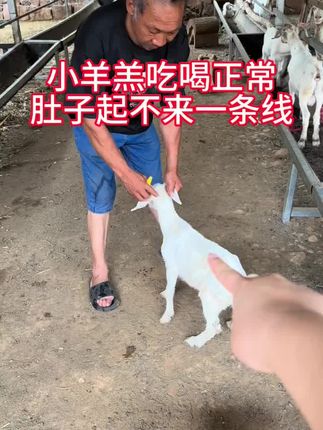 #养羊人 #农村养羊 #养羊 #三农养殖 #农村养殖