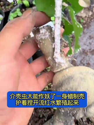 花卉介壳虫危害就用吡虫噻嗪酮 #介壳虫用什么药 #花卉介壳虫防治#介壳虫用什么药 #吡虫噻嗪酮 #介壳虫专用