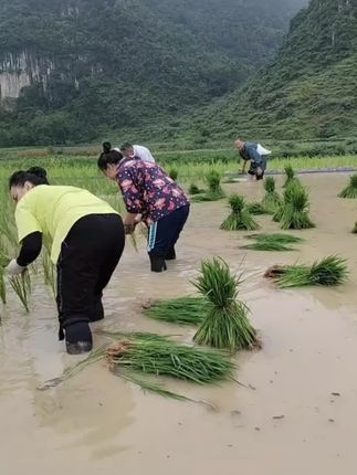 不要怀疑,身为农民,对于插秧这种活,必须手到擒来,毕竟四五岁就开始下地实习了。#插秧季节 #我的乡村生活