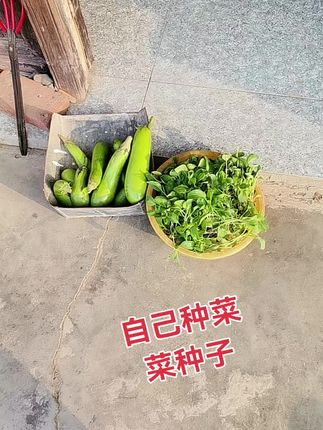 自己种菜,菜种子买起来#上海青 #苏州青 #乡村味道