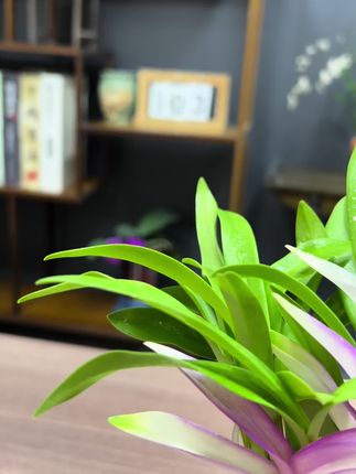 #石斛兰 #花卉绿植 #香水石斛兰