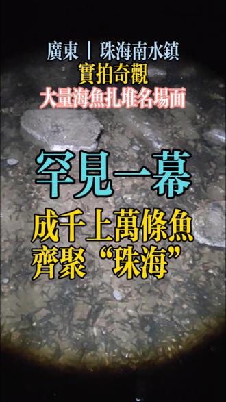 罕见一幕,成千上万条鱼齐聚珠海出海口〡实拍奇观 罕见一幕,成千上万条鱼齐聚珠海出海口〡实拍奇观,大量海鱼扎堆名场面〡平常这里适合赶海捉青蟹〡珠海市海洋环境越来越好〡密集恐惧症,让人头皮发麻〡
【关于视频】我的家乡我说了算
【交通位置】广东省珠海市金湾区南水镇猪尾湾附近,对面就是著名的荷包岛。
【周边环境】地点处于一条内陆河的出海口位置,车辆直接去不了,要徒步过去。平时有很多海钓爱好者过来钓鱼,总是能钓到各种奇奇怪怪的海鱼。因为是城市海岸线的原因,附近堆满大大小小的石块,因此造就了石块底下布满了大大小小的青蟹,平时特别多人过来赶海。旁边虽然有很多现代化工厂,但是城市环境和海洋生态环境还是保护的非常好。
【游玩贴士】海钓或赶海的时候一定要看潮汐表,石头长满青苔,比较湿滑,注意安全!#赶海 #原生态乡村生活 #周末去哪儿 #五一去哪儿 #旅行推荐官