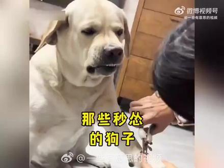 功夫再高也怕菜刀🔪😂#视频非原创转载#搞笑视频纯属娱乐开心就好