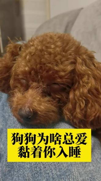 狗狗总黏着你睡觉?其实是把你当家人啦~
天生群居的毛孩子,认定你就是最安心的“归宿”——你的气味、心跳、呼吸,都是它的“安全感密码”。
它静静守着你,不是占地方,是用温柔藏满爱呀~
👉你家狗狗会这样“贴贴入眠”吗?#小泰迪#毛孩子#小狗#养狗人#狗狗和人类的情感