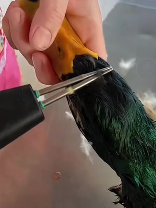 【37.7¥2件套】电动拔毛器拔鸭毛鹅毛鸡毛#拔毛器#电动拔毛器