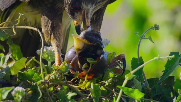 食螺鸢 喜爱嗦螺的食螺鸢#动物世界#食螺鸢 #苹果螺 #动物