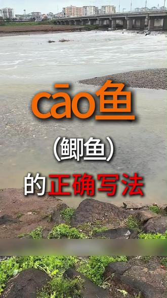 cāo鱼(鲫鱼)的正确写法 #鲫鱼 #文化科普