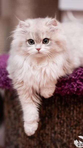 “为什么我们叫宽宽呢?因为这个小朋友啊,眼间距宽宽,鼻子也宽宽,嘴套也宽宽,还有这个耳间距也宽宽。”#小猫宽宽医疗事故去世#宽宽#邓峰萌萌摔肿了