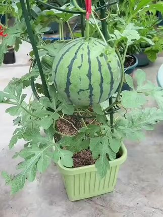 功能升级!超实用设计 #秋天种菜 #阳台种菜 ..