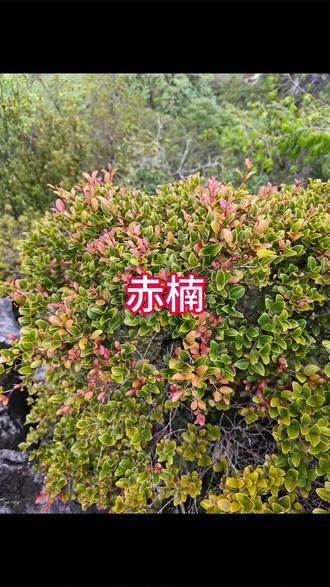 #赤楠 #赤楠盆景 #盆景素材 这植物长得真好看👀