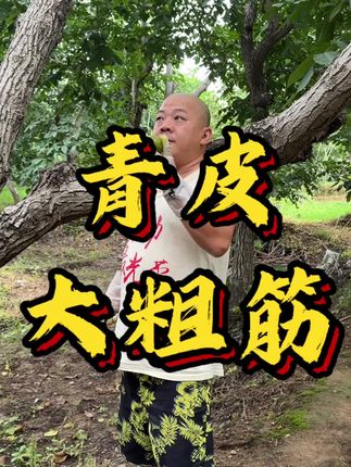 大粗筋青皮#文玩核桃 #文玩爱好者 #大粗筋 #青皮核桃
