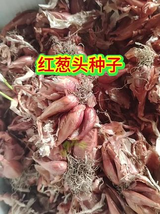 #红葱头种子 #红葱头 可吃可种,葱味浓郁 #优质农产品 #种葱