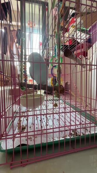 #鹦鹉 我一来,手指一伸进去话就很多#鹦鹉鹦鹉萌萌哒逗鹦鹉 好像说这次几天都没过来了