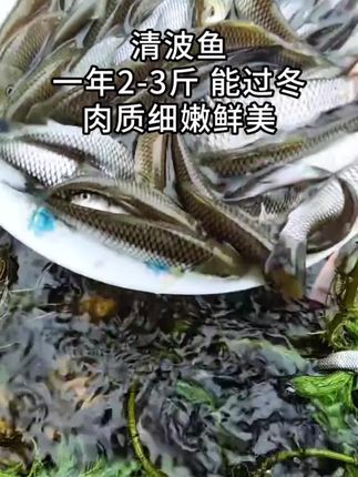 清波鱼,也叫乌鳞,倒刺鲃,1年可长2斤,简单好养,特别适合套养 #清波鱼苗 #三农养殖 #养鱼人#鱼#三农