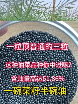 一粒当你三粒,含油量51.86%一斤菜籽半斤油,这款油菜,你中过嘛?#油菜 #油菜种子 #农业种植 #油菜种子排名前十名 #油菜高产