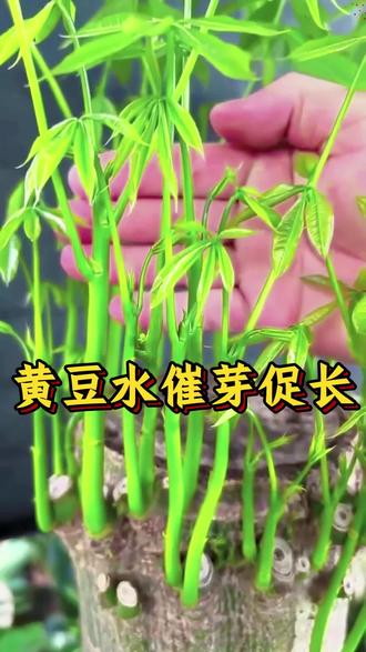 在家里养花方法#养花技巧