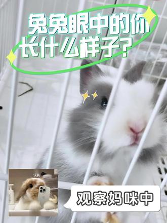 兔兔眼中的你长什么样子?#兔子 #蓝天白云兔粮