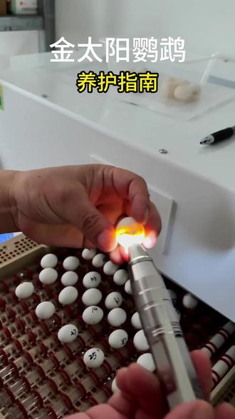 鹦鹉到家不能忽视的几点#鹦鹉#鹦鹉玩具 #金太阳鹦鹉 #金太阳鹦鹉饲养科普