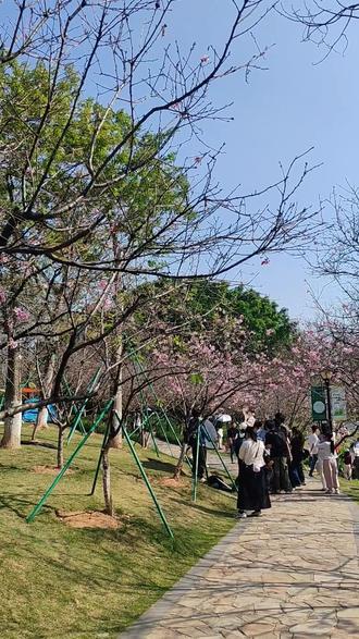 黄埔创业公园浪漫的粉色樱花开了 近日,位于黄埔萝岗创业公园的粉色广州樱陆续开放,吸引众多街坊前往赏花,现场看到目前约有一半的樱树已开花但花量普遍不多,另外有些树已进入半花半叶的凋谢期,可能今年比较难有统一的盛花期,樱花花期较短,想看的街坊不妨在最近的两周内前往#樱花 #广州樱花 #黄埔樱花 #创业公园