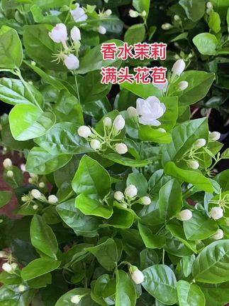 香水茉莉带花苞发货,一盆多颗的,喜欢的点击链接看看哦#茉莉花 #香水茉莉花盆栽