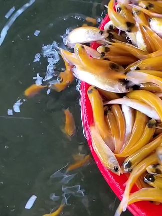 #金丝草鱼苗 #优质种苗 #养鱼养心 #水产养殖