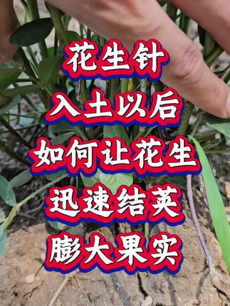 花生针入土后如何迅速结荚膨大果实?#花生种植 #花生高产 #种花生 #花生种植管理技术 #花生高产种植