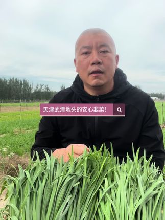 头茬安心韭菜#三农 #好吃不贵经济实惠 #新鲜现割 #绿色无公害